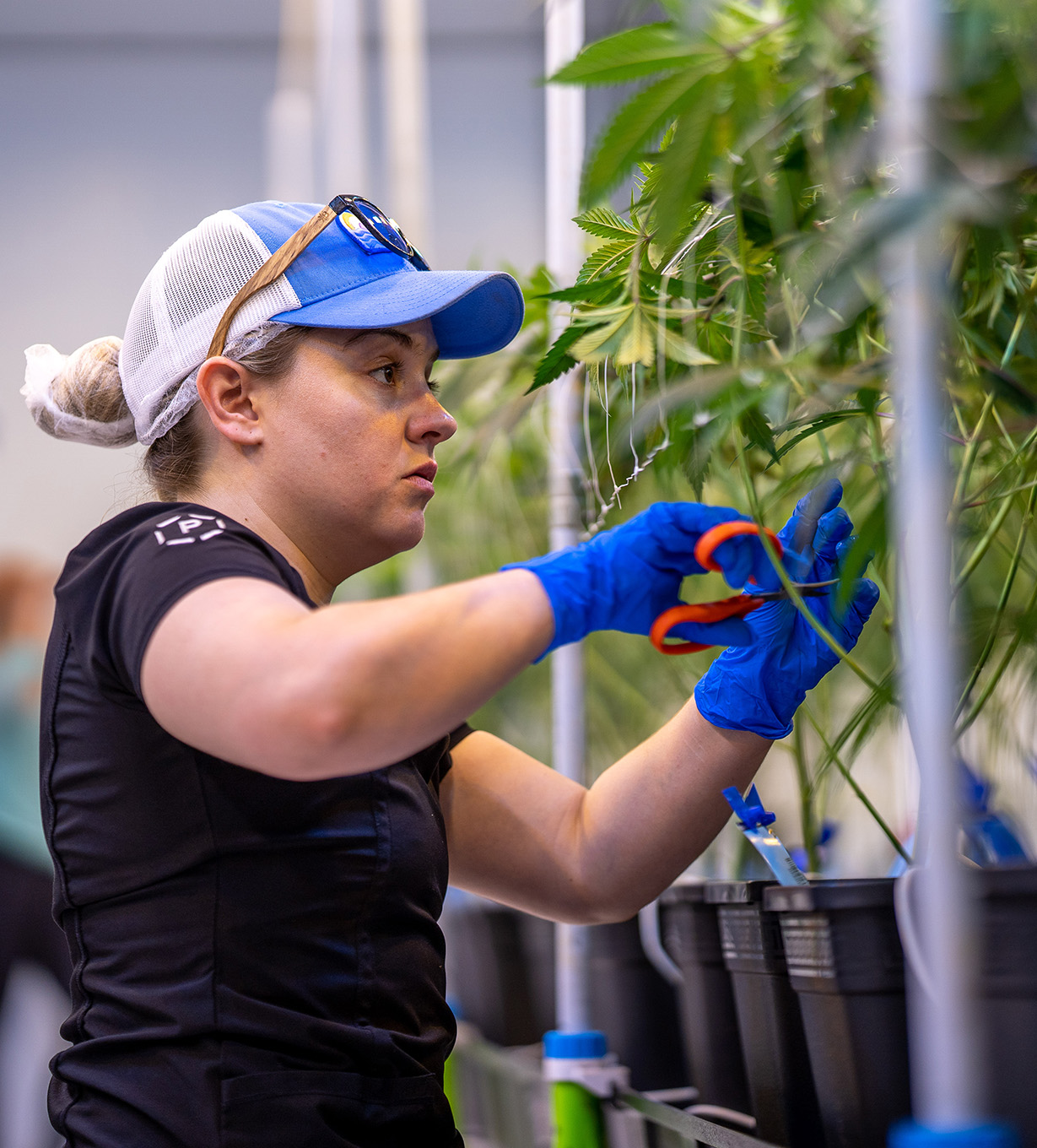 grow employee trimming plants